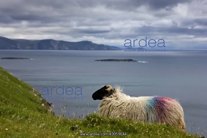 : Sheep Scottish Blackface on Achill island in Irland : Sheep Scottish Blackface on Achill island in Irland