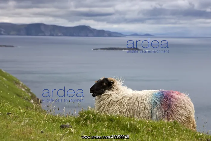 : Sheep Scottish Blackface on Achill island in Irland : Sheep Scottish Blackface on Achill island in Irland
