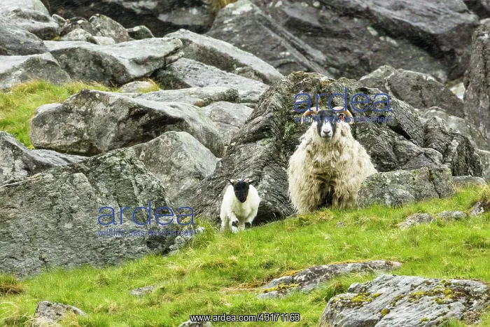  : Sheep Scottish Blackface and lamb. Scotland