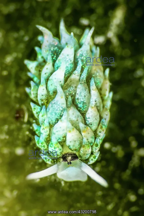 : Sheep sea slug (Costasiella sp) portrait, Tahiti : Sheep sea slug (Costasiella sp) portrait, Tahiti