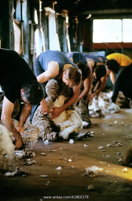 : Sheep shearing : Sheep shearing