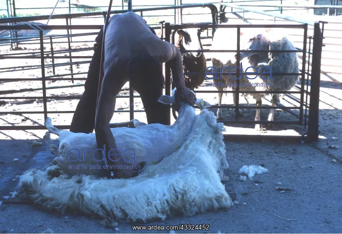 : SHEEP - Shearing : SHEEP - Shearing