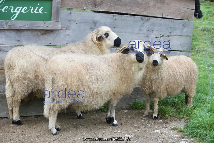 : Sheep before a sheepfold - France : Sheep before a sheepfold - France