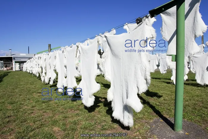 : Sheep - Sheepskins drying / curing on line in sun : Sheep - Sheepskins drying / curing on line in sun