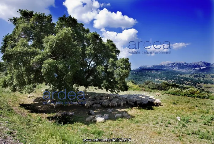 : Sheep - sheltering in the shade of a tree : Sheep - sheltering in the shade of a tree