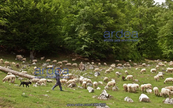 : Sheep - with shepherd and dogs : Sheep - with shepherd and dogs