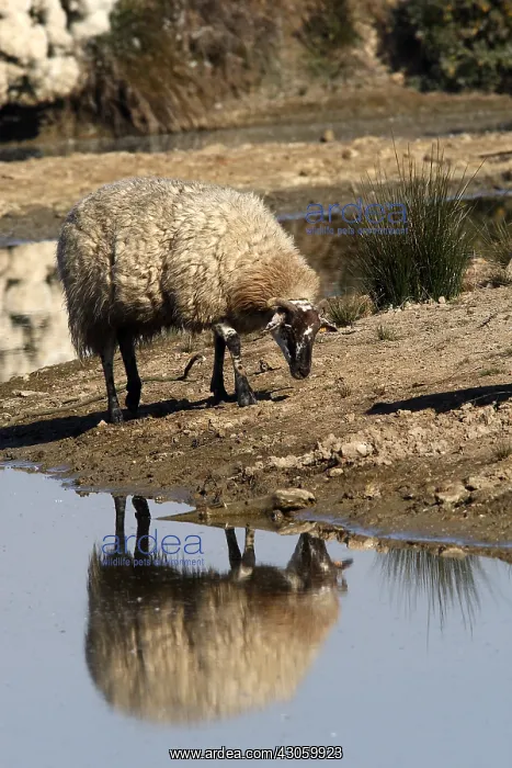 : Sheep on the shore of Teich Ornithological Park France : Sheep on the shore of Teich Ornithological Park France