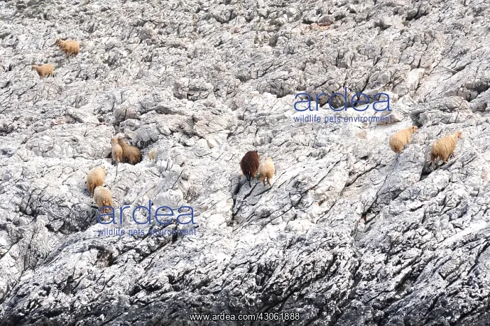 : Sheep on the shores of National Park Kornati Croatia : Sheep on the shores of National Park Kornati Croatia