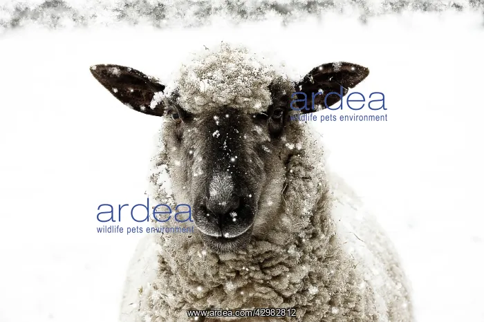 : SHEEP - Shropshire cross standing in snow : SHEEP - Shropshire cross standing in snow