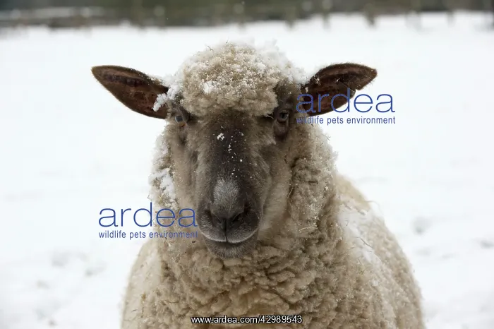 : SHEEP - Shropshire cross standing in snow : SHEEP - Shropshire cross standing in snow