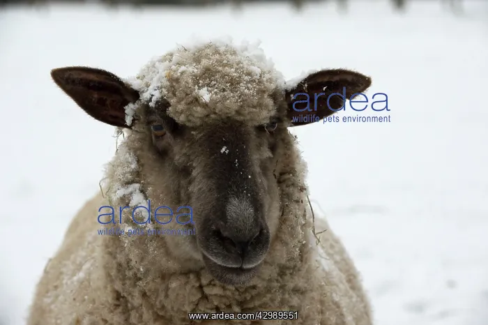 : SHEEP - Shropshire cross standing in snow : SHEEP - Shropshire cross standing in snow