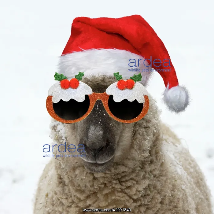  : SHEEP - Shropshire cross standing in snow wearing