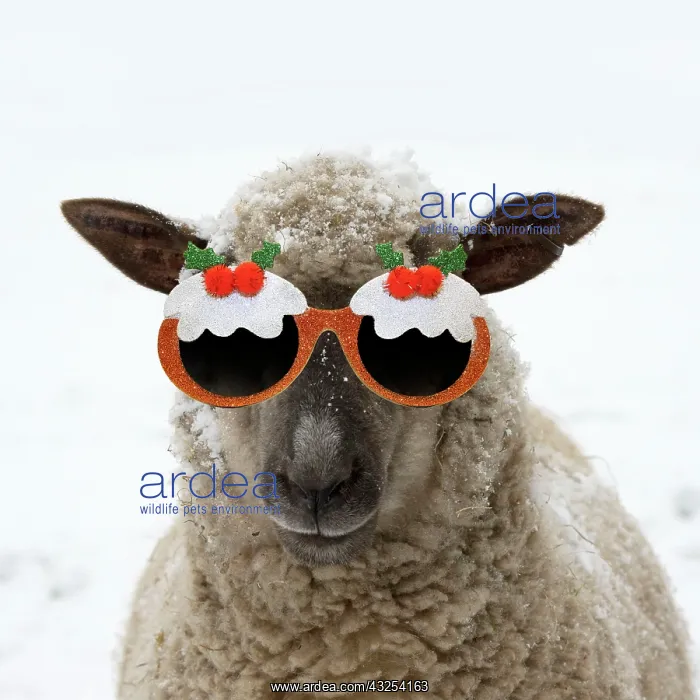 : SHEEP - Shropshire cross standing in snow wearing : SHEEP - Shropshire cross standing in snow wearing