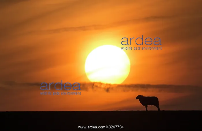 : Sheep silhouette at sunset at spring - GB : Sheep silhouette at sunset at spring - GB
