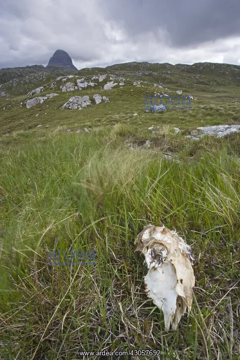 : Sheep skull in grass and Mont Suilven Scotland : Sheep skull in grass and Mont Suilven Scotland