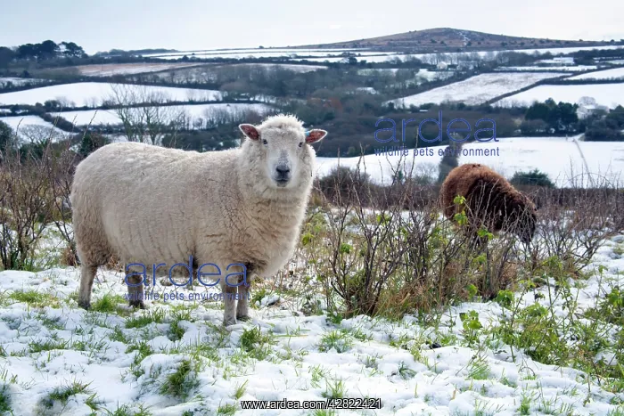 : Sheep in Snow : Sheep in Snow