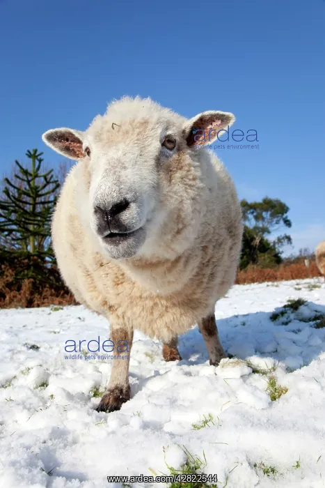  : Sheep in snow
