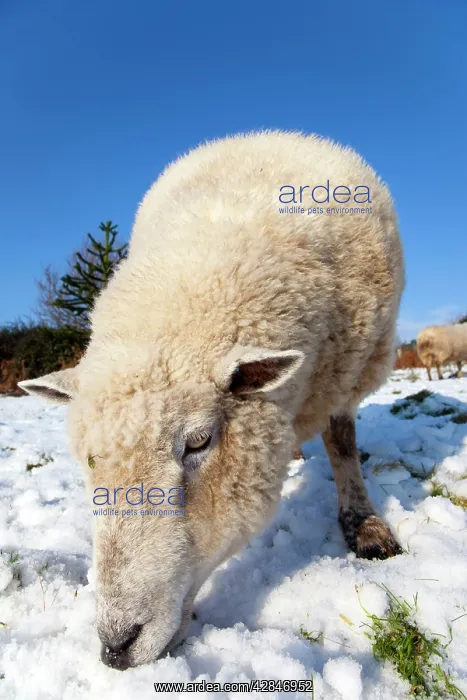 : Sheep - in the snow : Sheep - in the snow