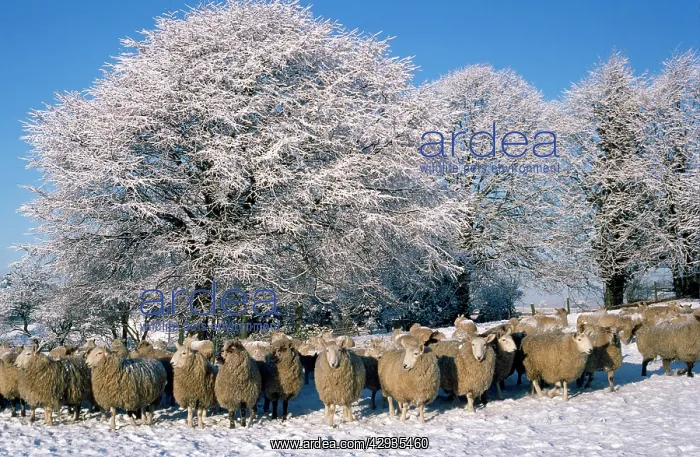  : Sheep - in snow