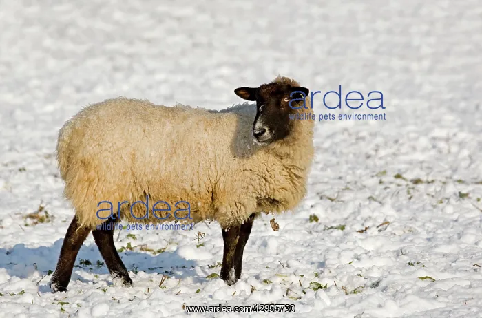 : Sheep in the snow : Sheep in the snow