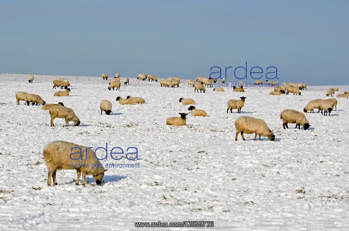 : Sheep in the snow : Sheep in the snow