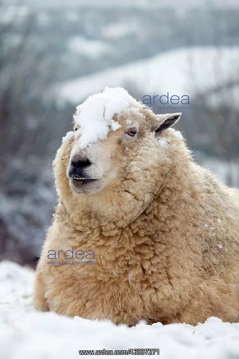  : Sheep. in snow - Cornwall, UK