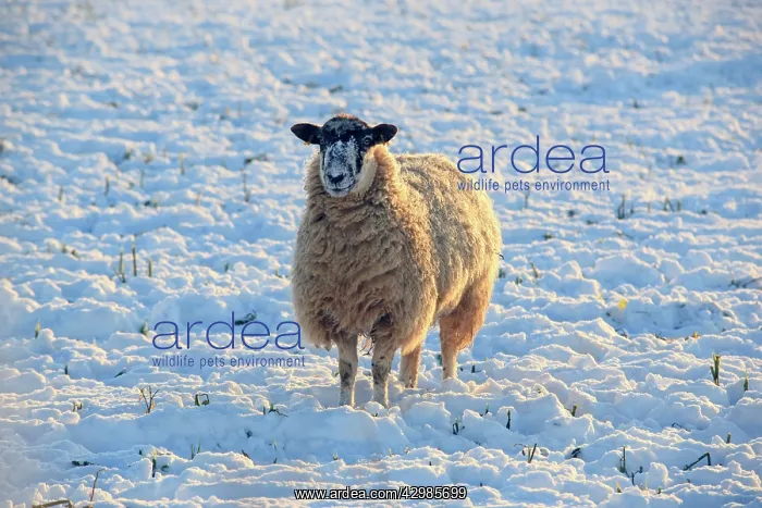  : Sheep. in snow covered field - near Burford, UK
