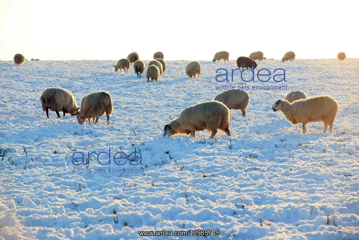  : Sheep. in snow covered field - near Burford, UK