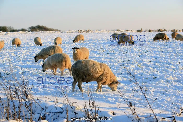  : Sheep. in snow covered field - near Burford, UK