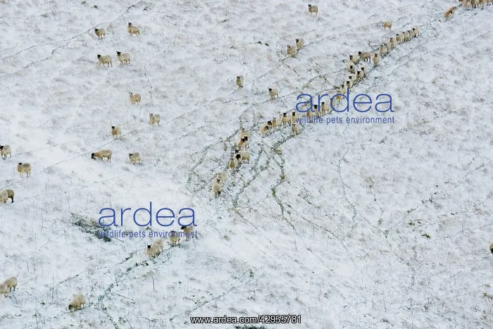 : Sheep on a snow covered hill : Sheep on a snow covered hill