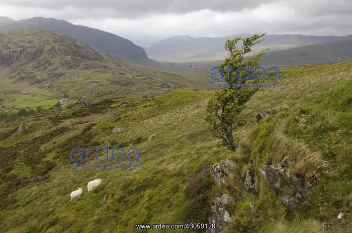 : Sheep Snowdonia National Park Wales UK : Sheep Snowdonia National Park Wales UK
