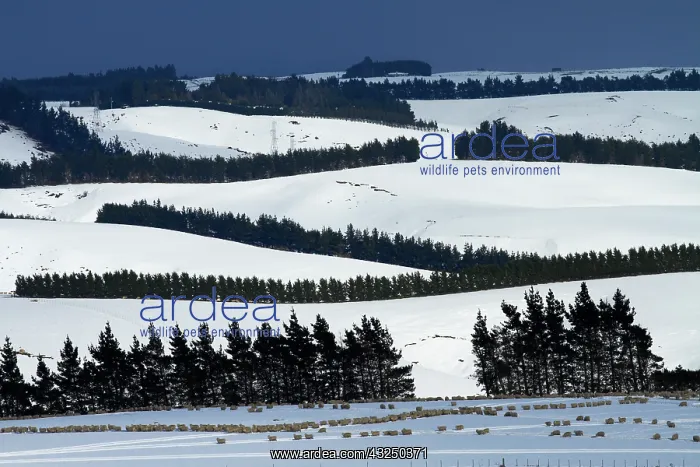 : Sheep, snowy farmland and windbreaks on : Sheep, snowy farmland and windbreaks on