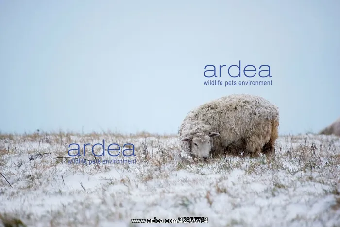 : Sheep in Snowy Fields : Sheep in Snowy Fields
