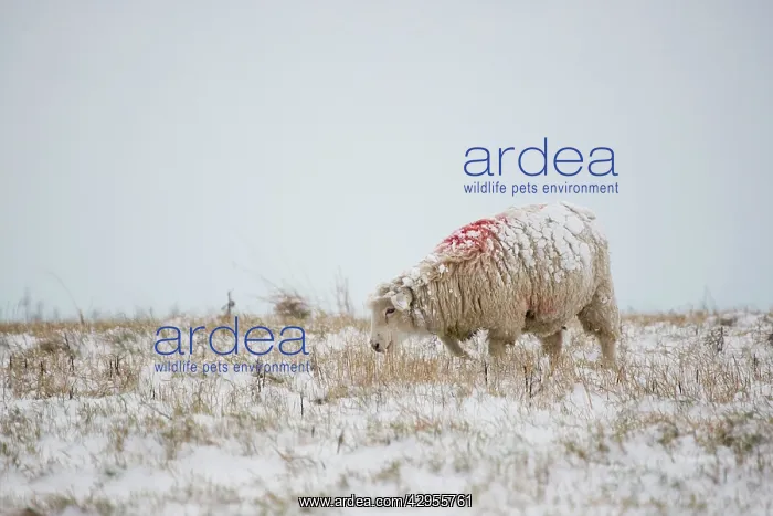 : Sheep in Snowy Fields : Sheep in Snowy Fields