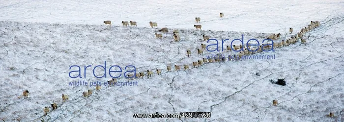 : Sheep on a Snowy Hill : Sheep on a Snowy Hill