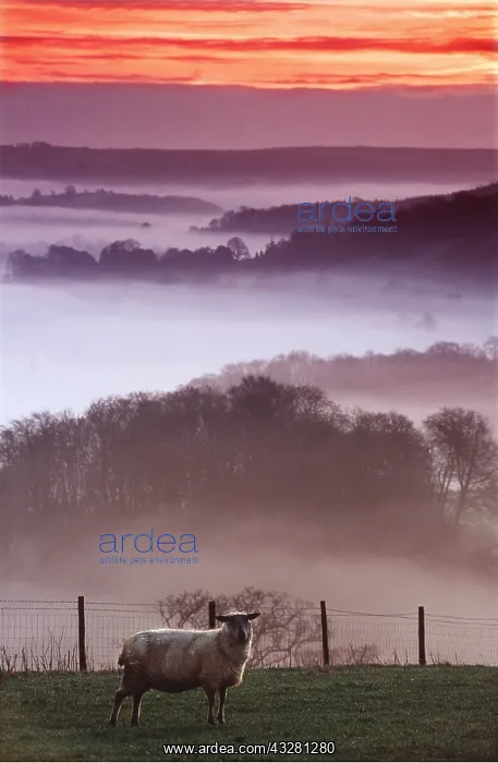 : SHEEP - Solitary Ewe early in morning, Misty backdrop : SHEEP - Solitary Ewe early in morning, Misty backdrop