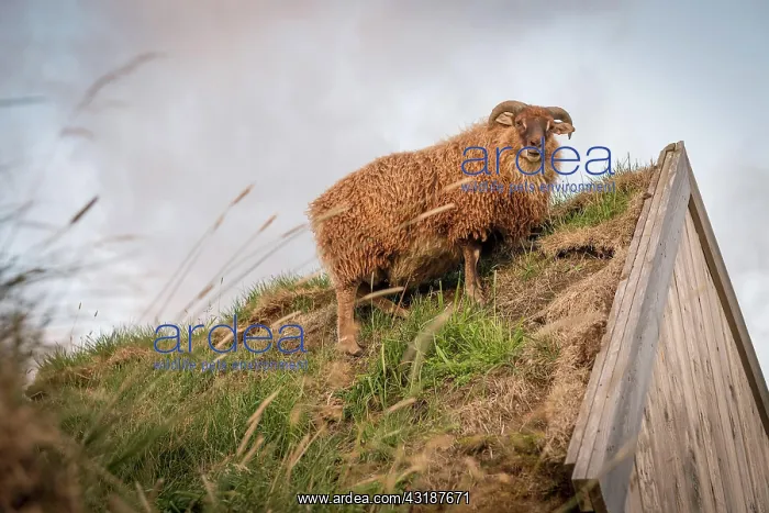 : Sheep standing on horse stable in original peat : Sheep standing on horse stable in original peat