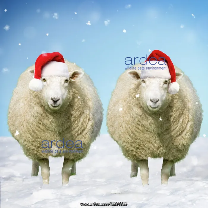 : Two Sheep standing in snow wearing Christmas hats : Two Sheep standing in snow wearing Christmas hats