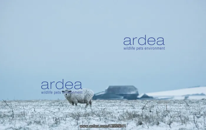 : Sheep - standing in a snowy field : Sheep - standing in a snowy field