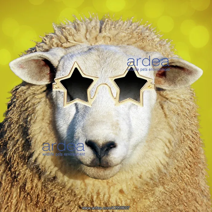 : Sheep - in star shaped gold sun-glasses : Sheep - in star shaped gold sun-glasses