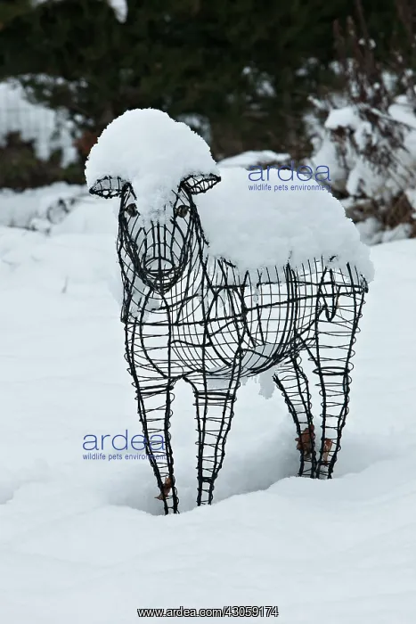 : Sheep statue in a garden under snow : Sheep statue in a garden under snow