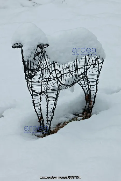 : Sheep statue in a garden under snow : Sheep statue in a garden under snow