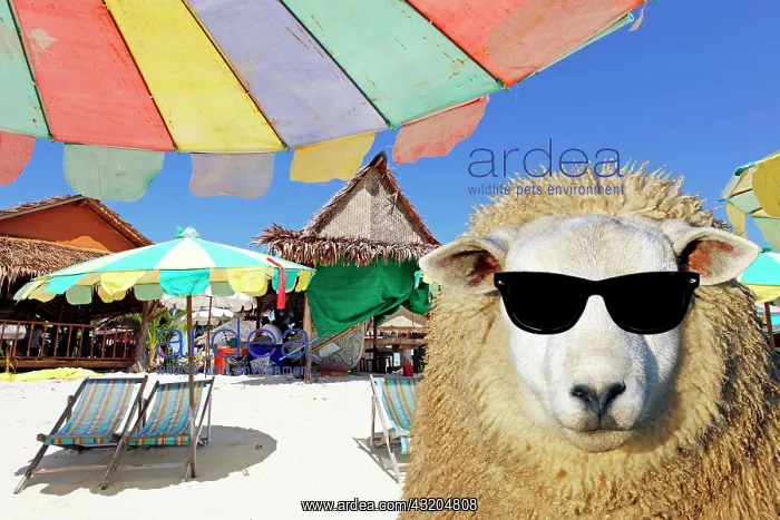 : Sheep - in sun-glasses Digital Manipulation: Glasses PAB : Sheep - in sun-glasses Digital Manipulation: Glasses PAB