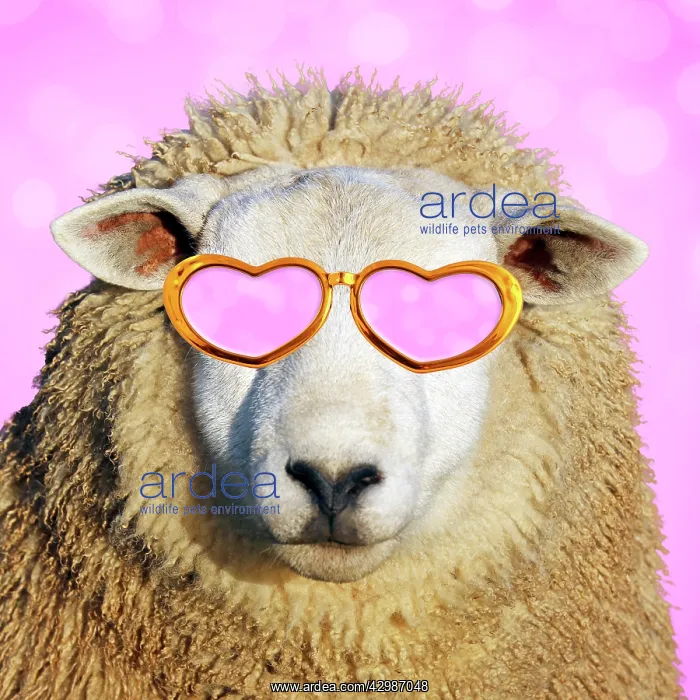 : Sheep - in sunglasses : Sheep - in sunglasses