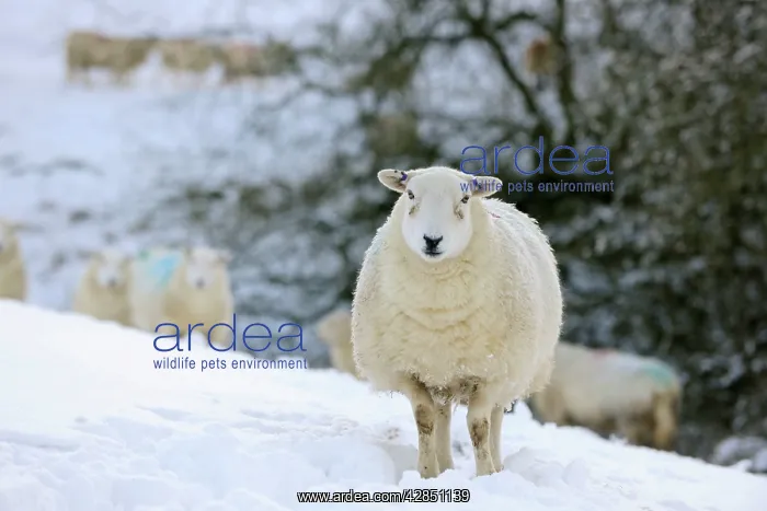 : SHEEP. Texel ewes in snow : SHEEP. Texel ewes in snow