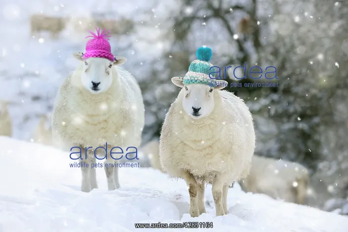 : Sheep - Texel ewes in snow wearing woolly hats : Sheep - Texel ewes in snow wearing woolly hats