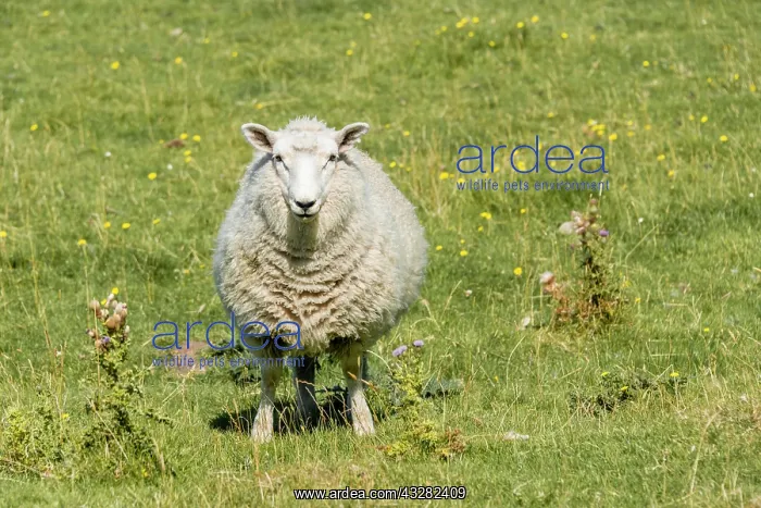 : Sheep with thick wool standing on the meadow, Otago : Sheep with thick wool standing on the meadow, Otago