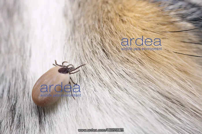 : Sheep tick female having drunk blood on a dog : Sheep tick female having drunk blood on a dog
