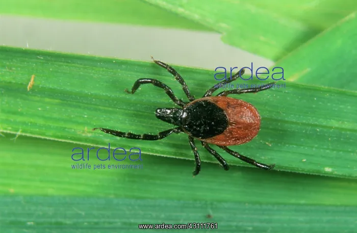: Sheep tick larva : Sheep tick larva