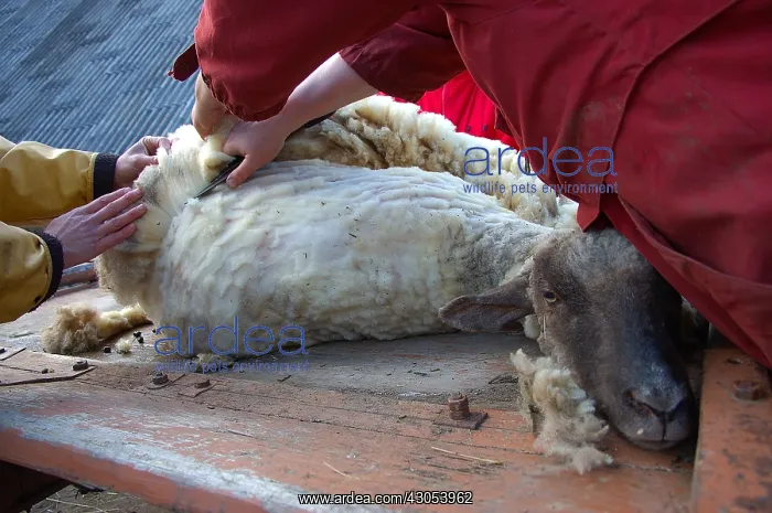 : Sheep traditionally sheared with scissors Latvia : Sheep traditionally sheared with scissors Latvia